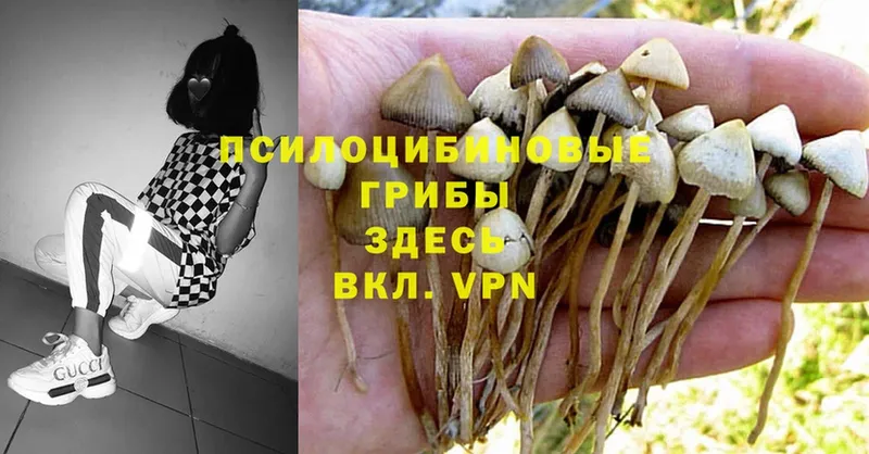 цена наркотик  kraken сайт  Галлюциногенные грибы MAGIC MUSHROOMS  Киров 